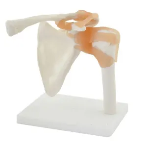 Anatomy Model - Shoulder