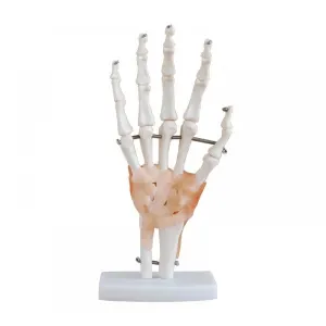 Anatomy Model - Wrist