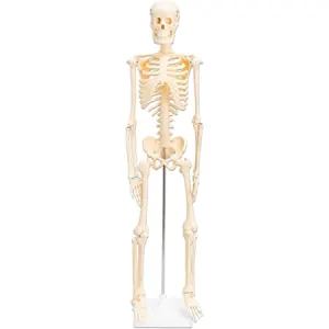 Anatomy Model - Skeletal - 85 cm